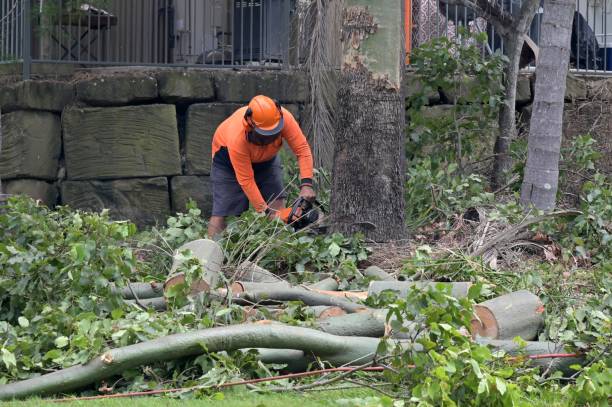  Fort Smith, AR Tree Service Pros